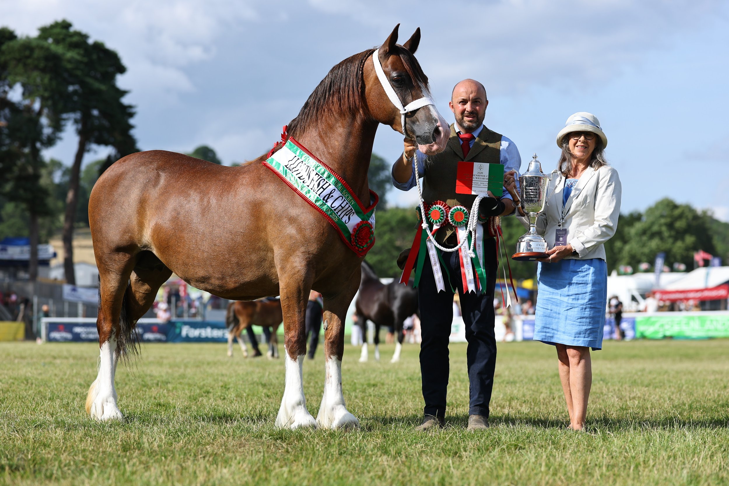 Shetlands, Shires and Show time at the Royal Welsh 2026