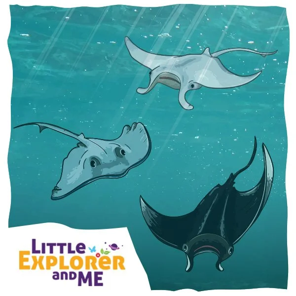 LittleExplorer-OceanLife.jpg