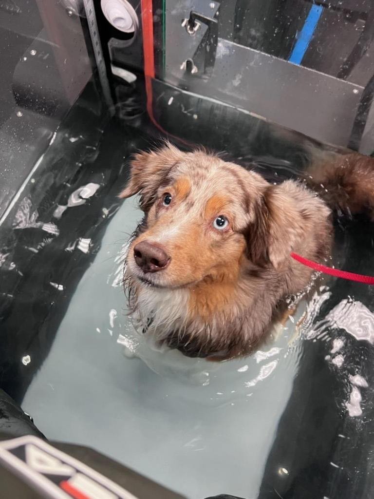 UNDERWATER TREADMILL