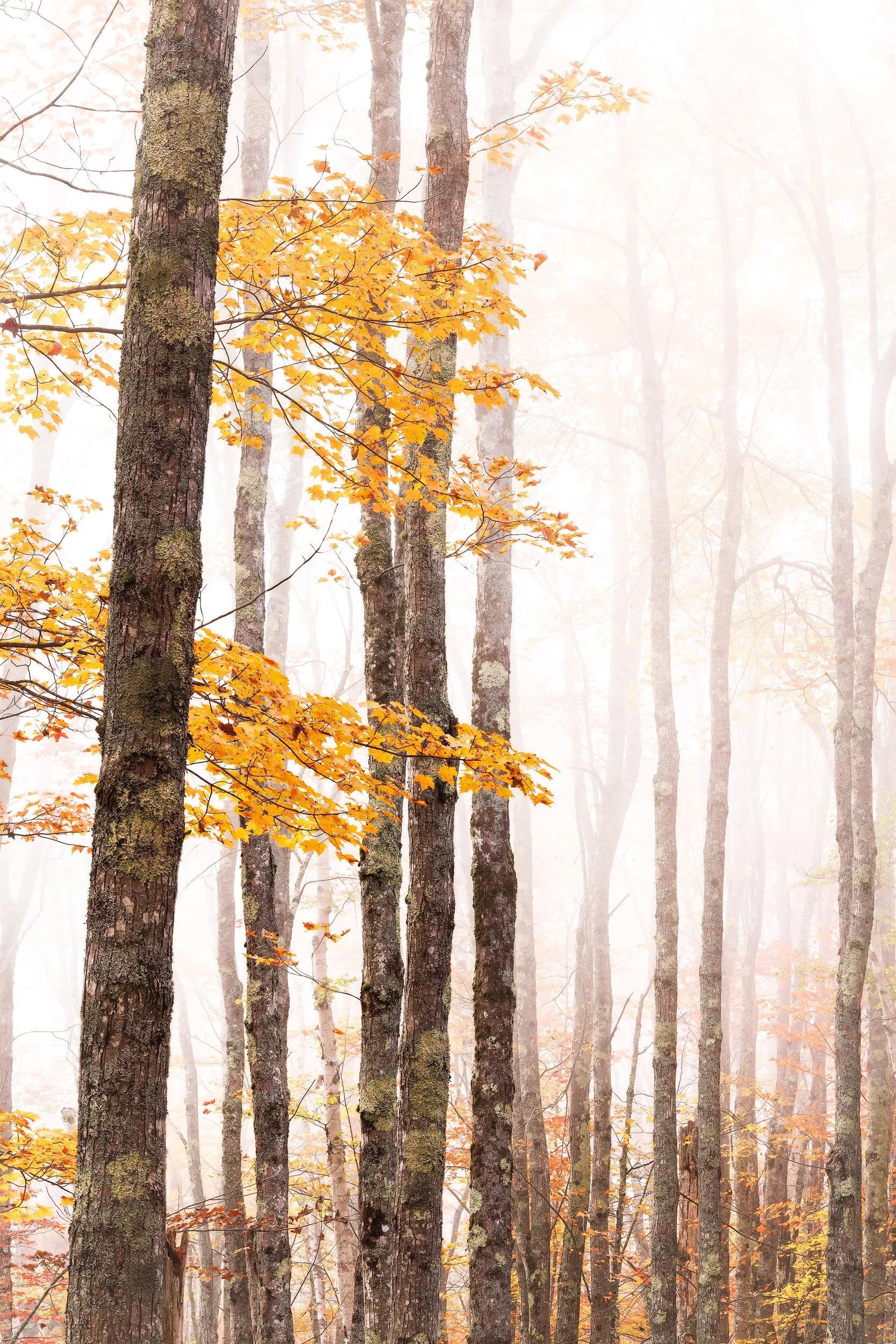 Acadia-Autumn-Gradient_Vertical.jpg