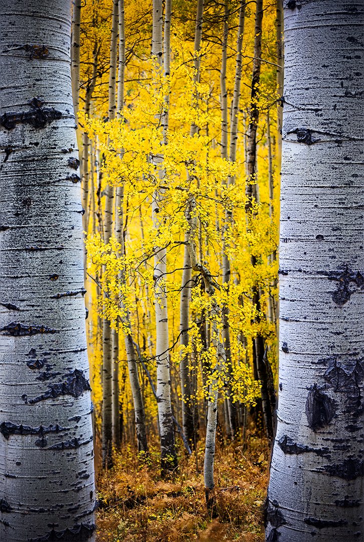 Owl Creek Forest Frame Vert.jpg