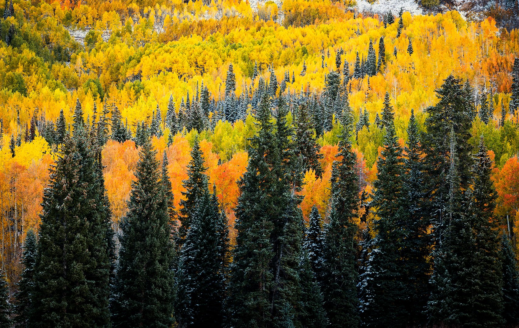 Washington Gulch Autumn Ridge.jpg