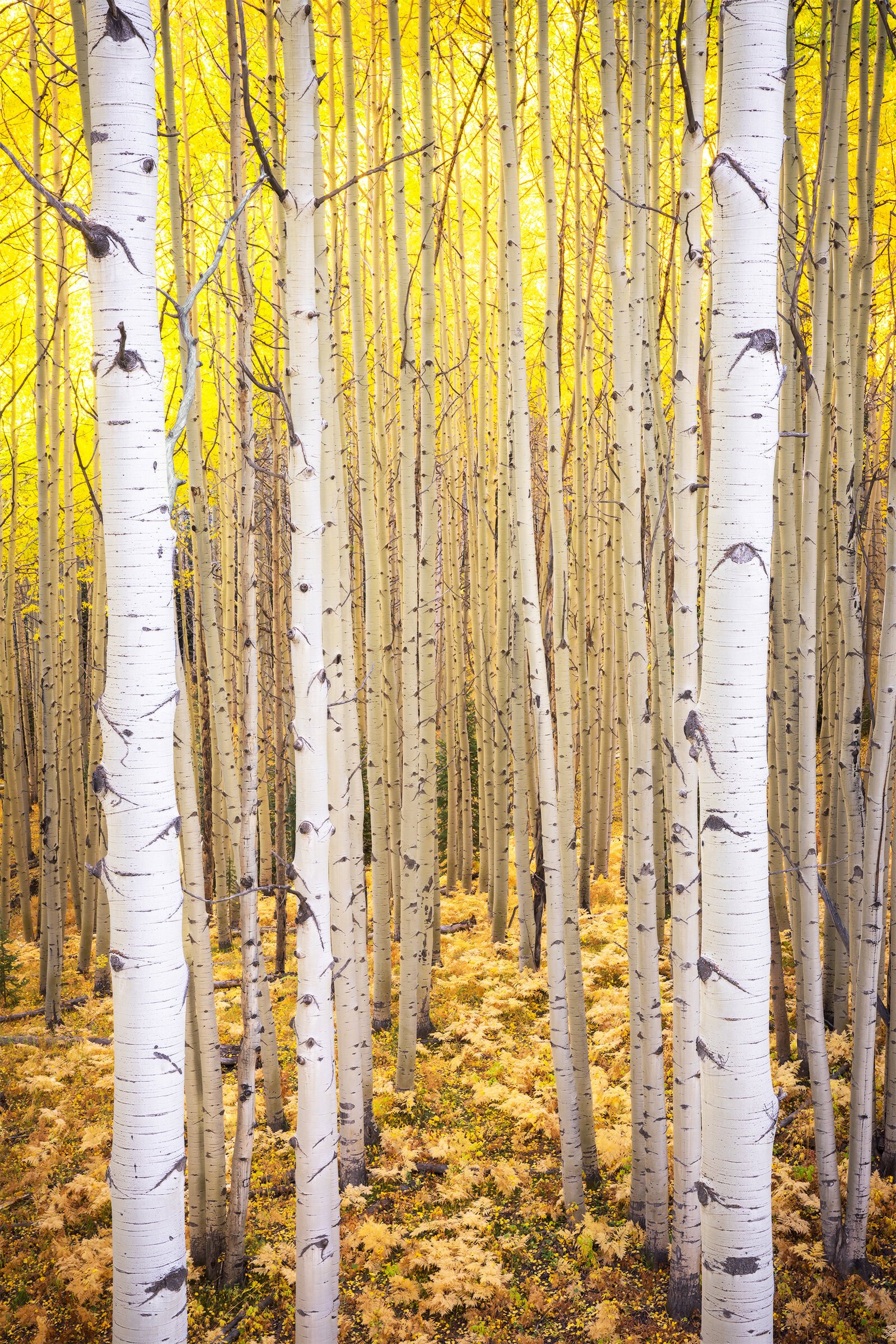 Airy Autumn Aspen.jpg