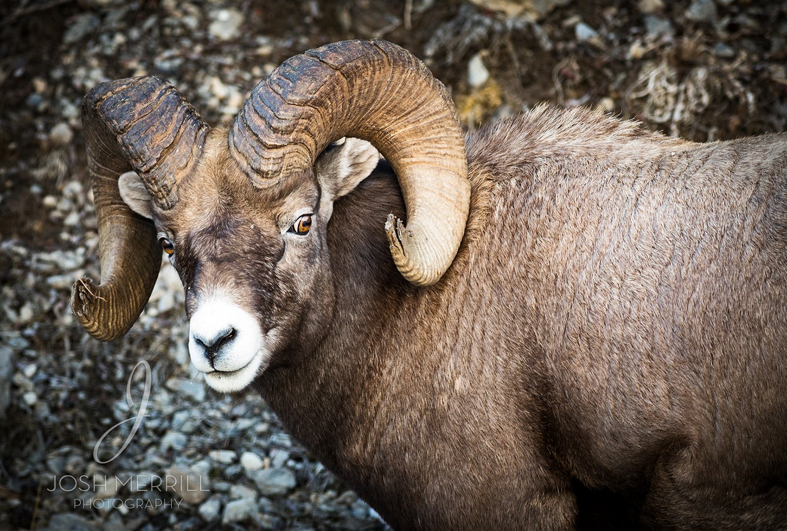 Banff Big Horn_FB.jpg