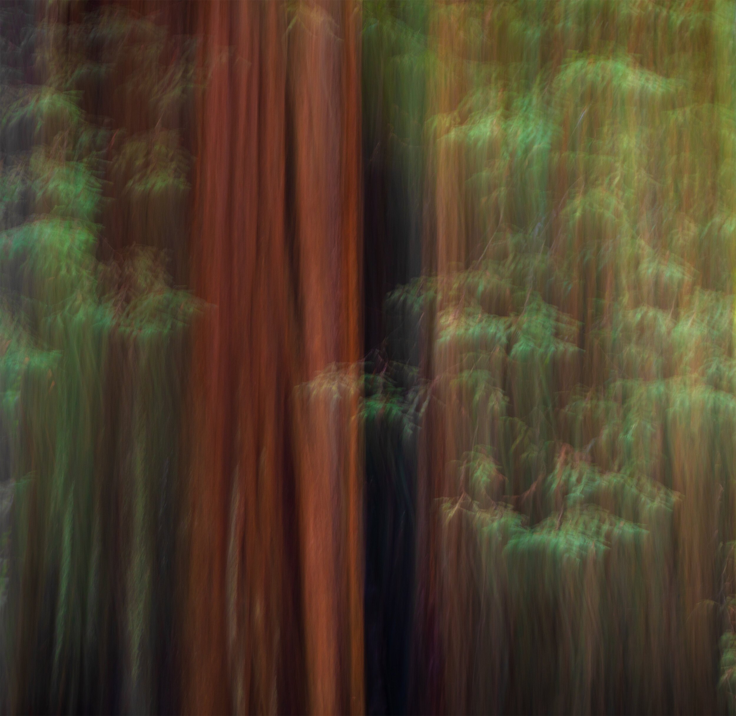 Redwood Impression.jpg