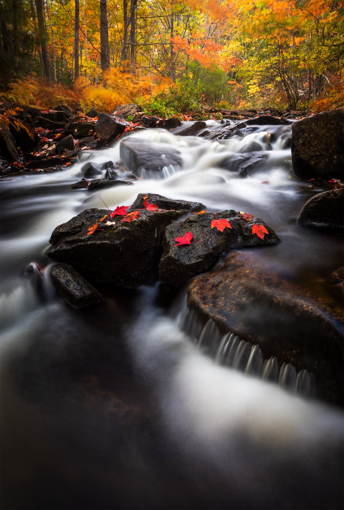 Duck Brook Autumn - 2.jpg