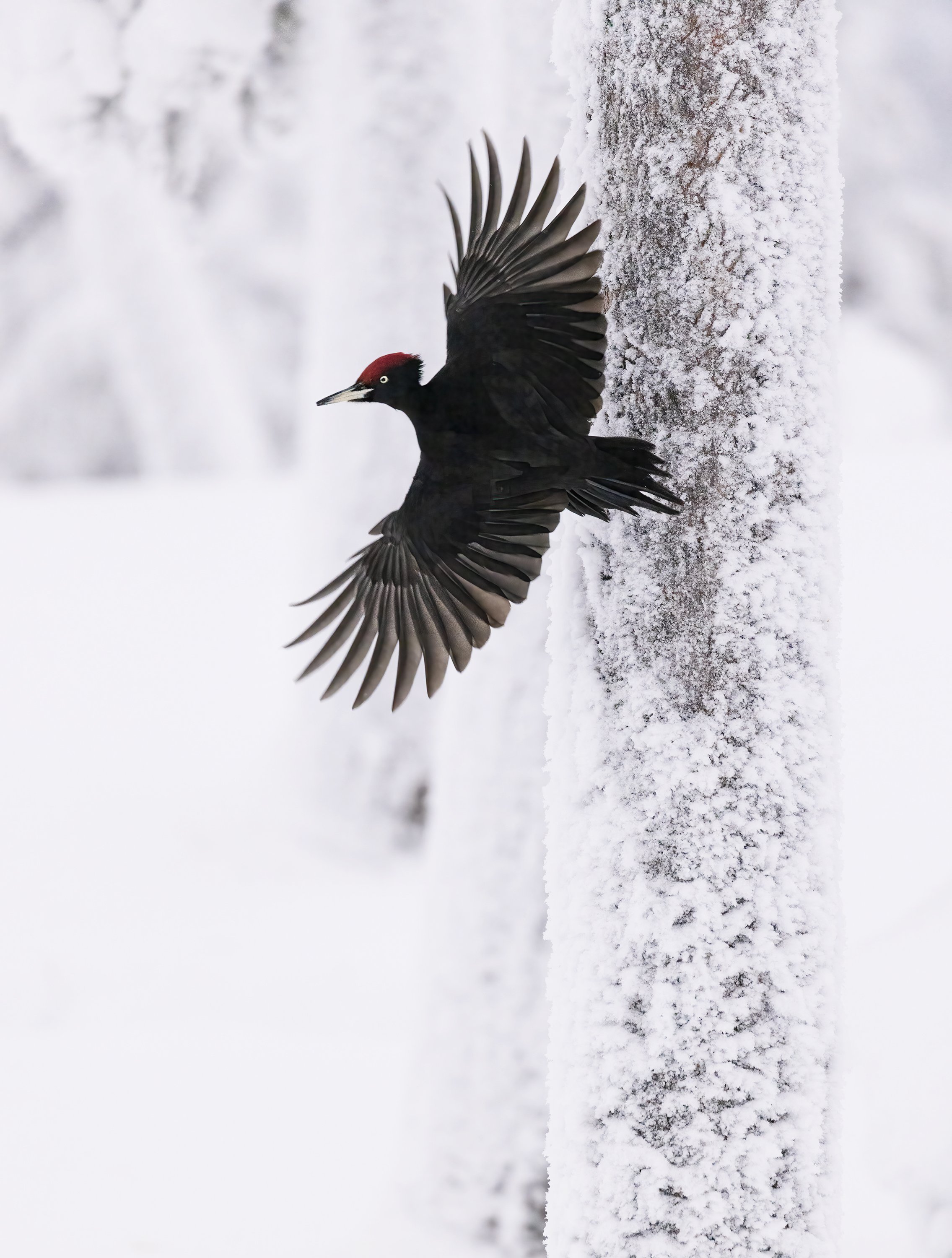 Black Woodpecker.jpg
