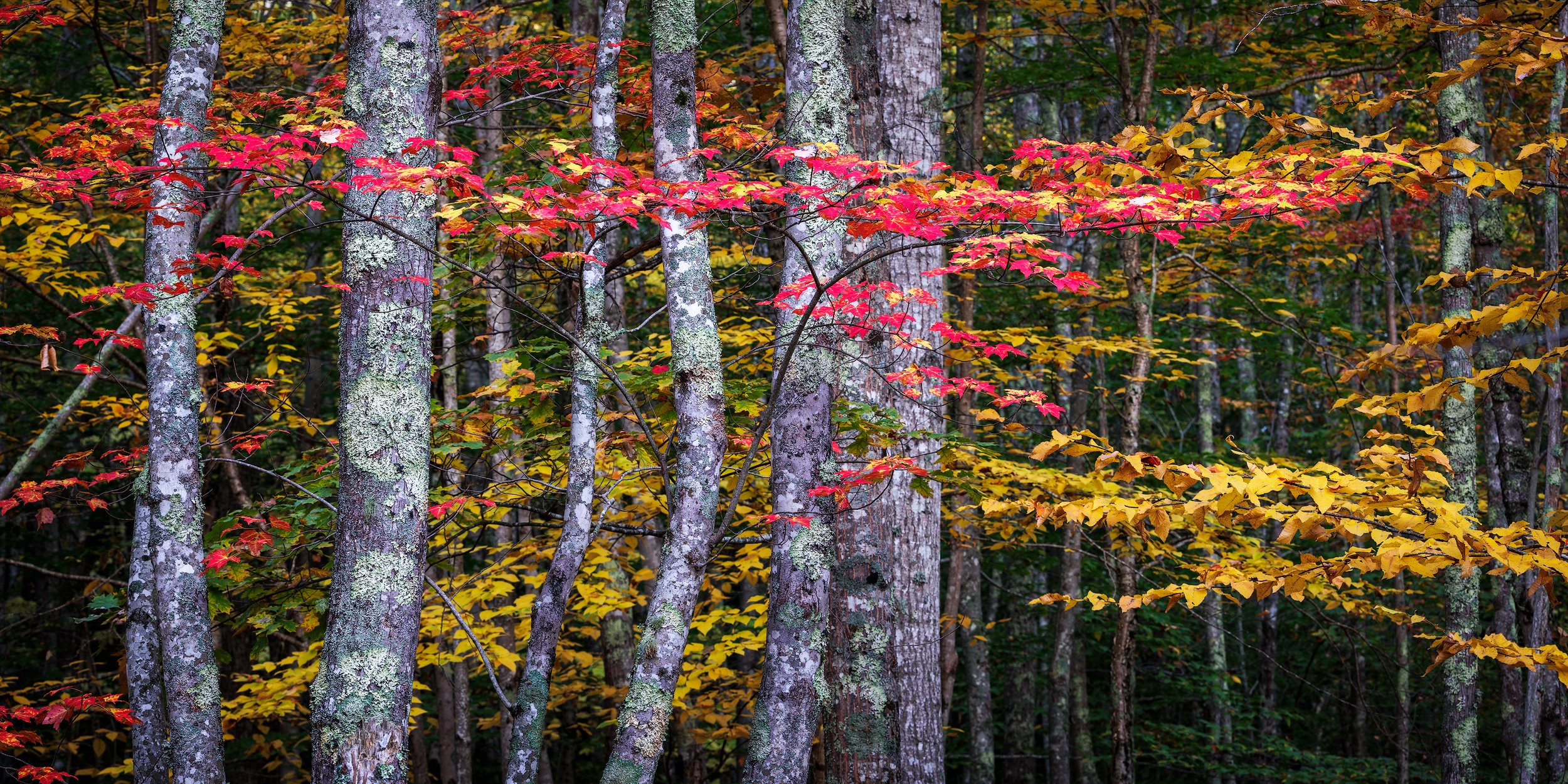 Autumn-Tiers.jpg