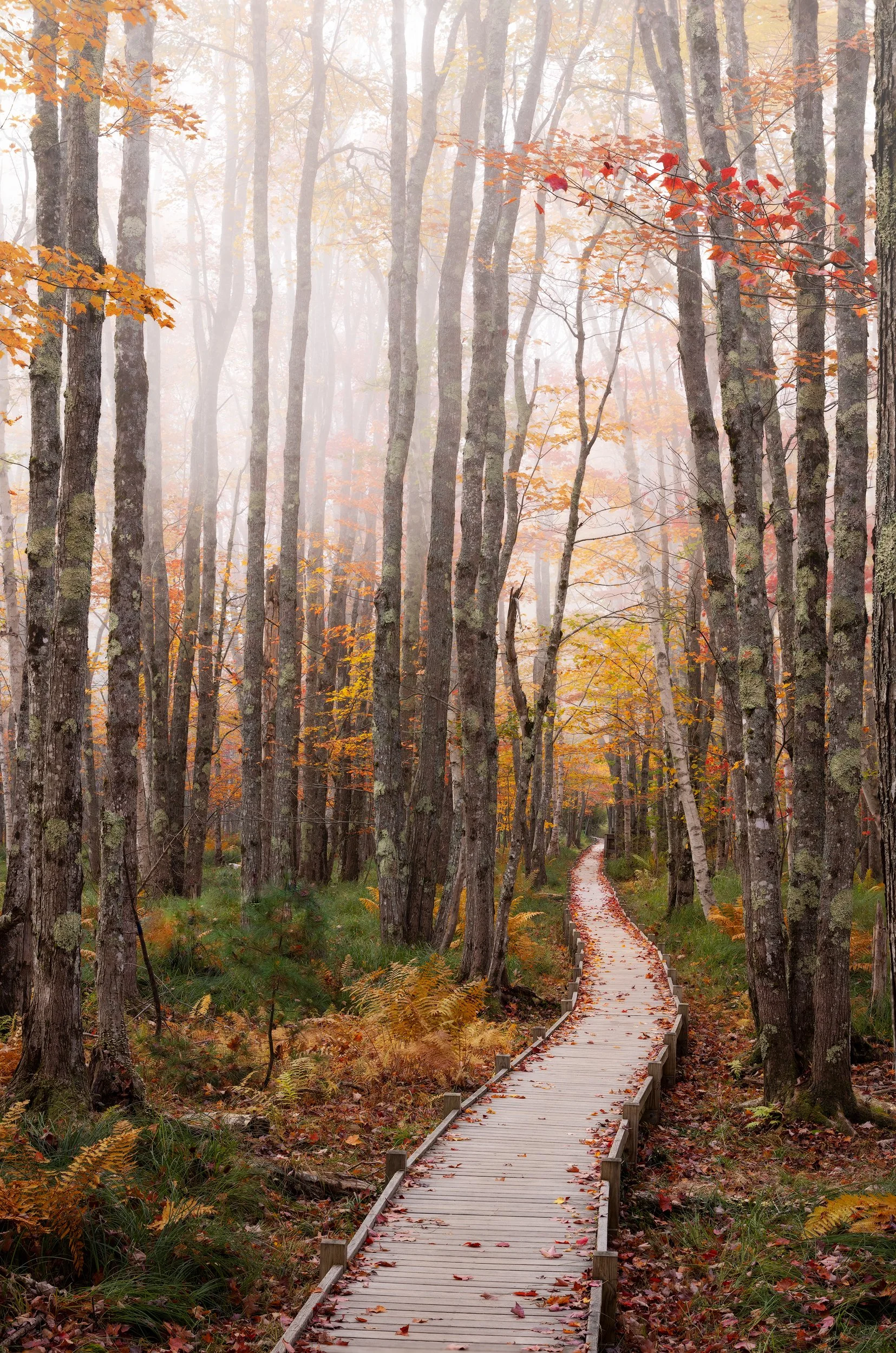 Jessup-Path-Autumn.jpg