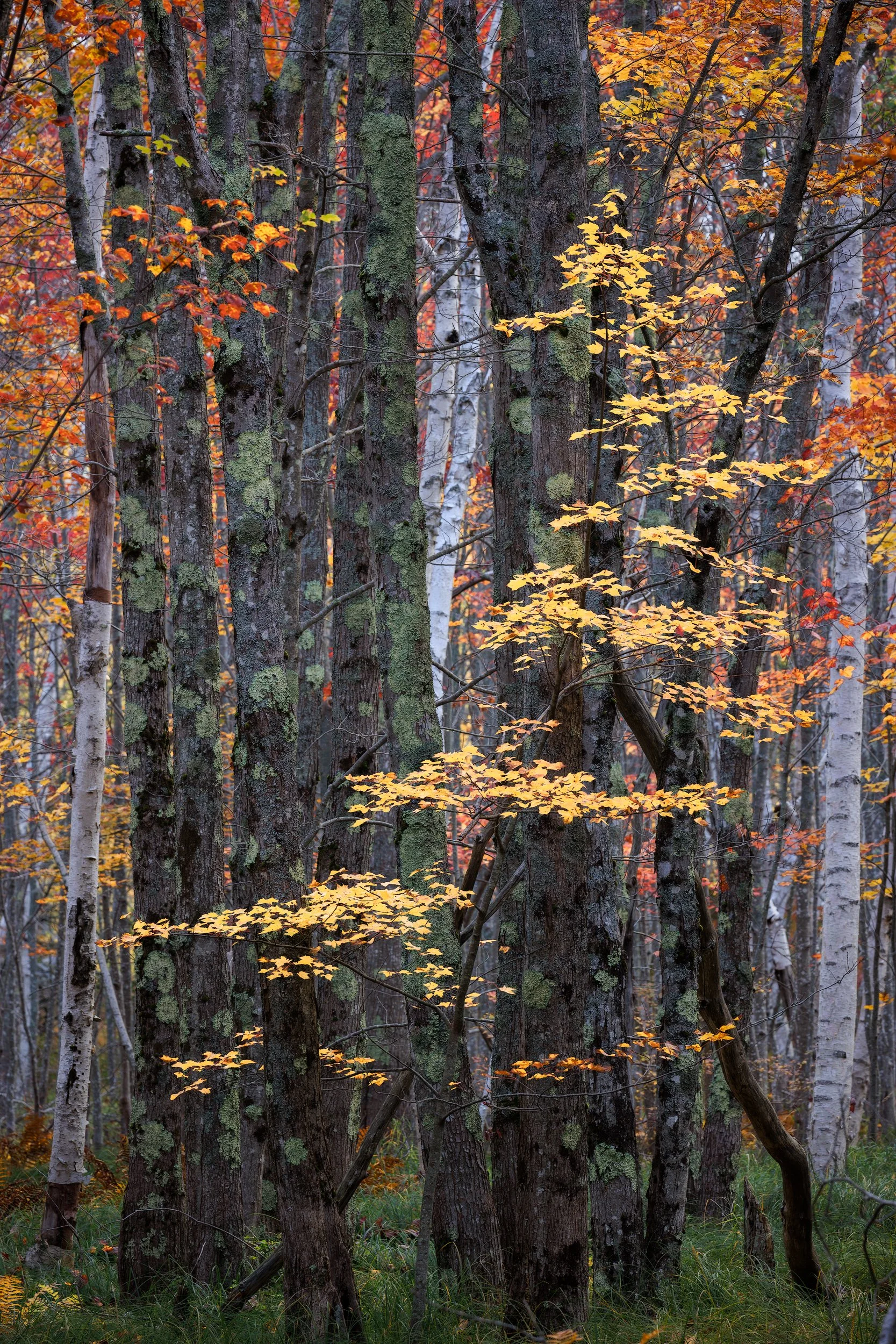 Creeping-Autumn_in-Process.jpg