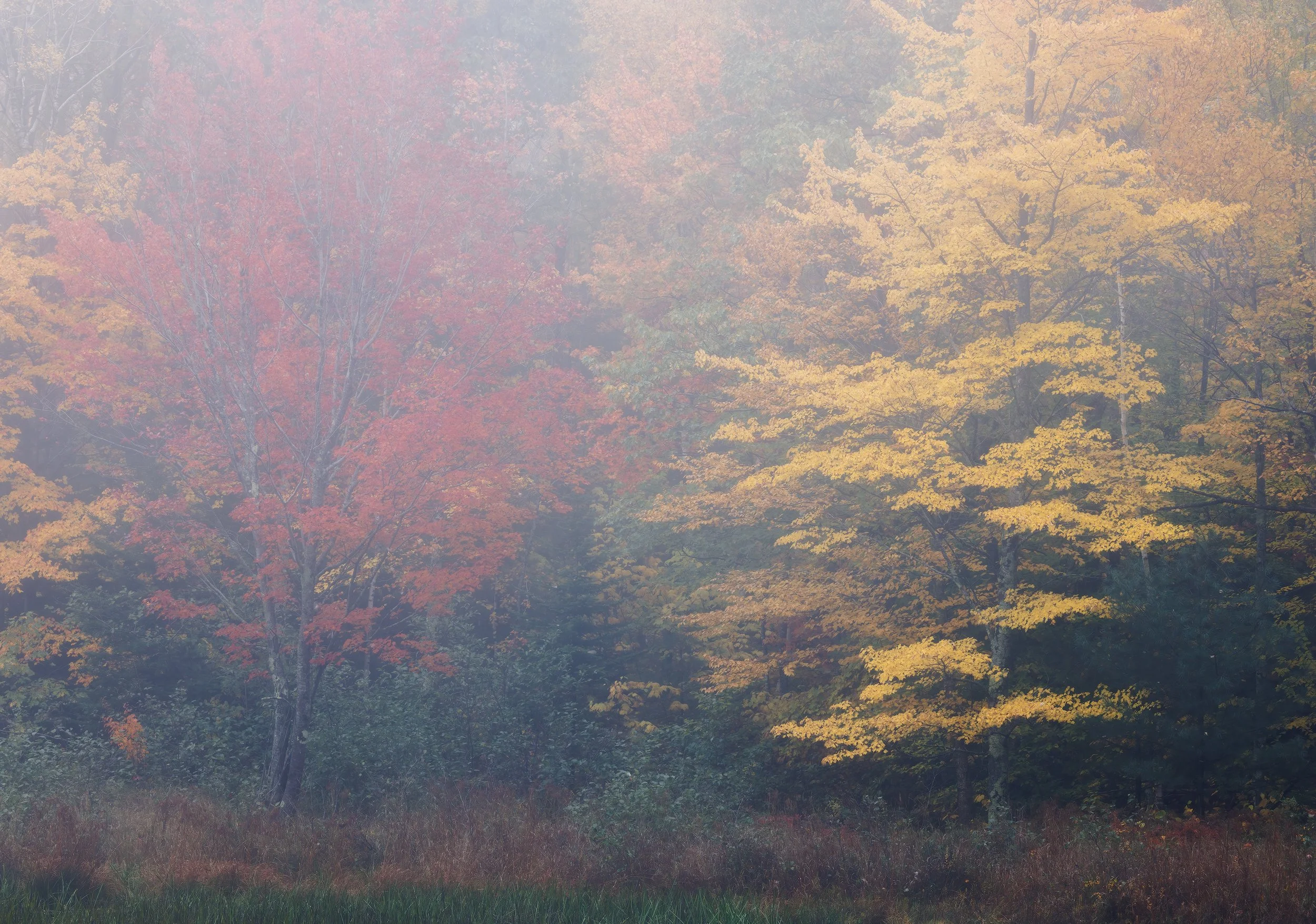 Painterly-Autumn_CropClone.jpg