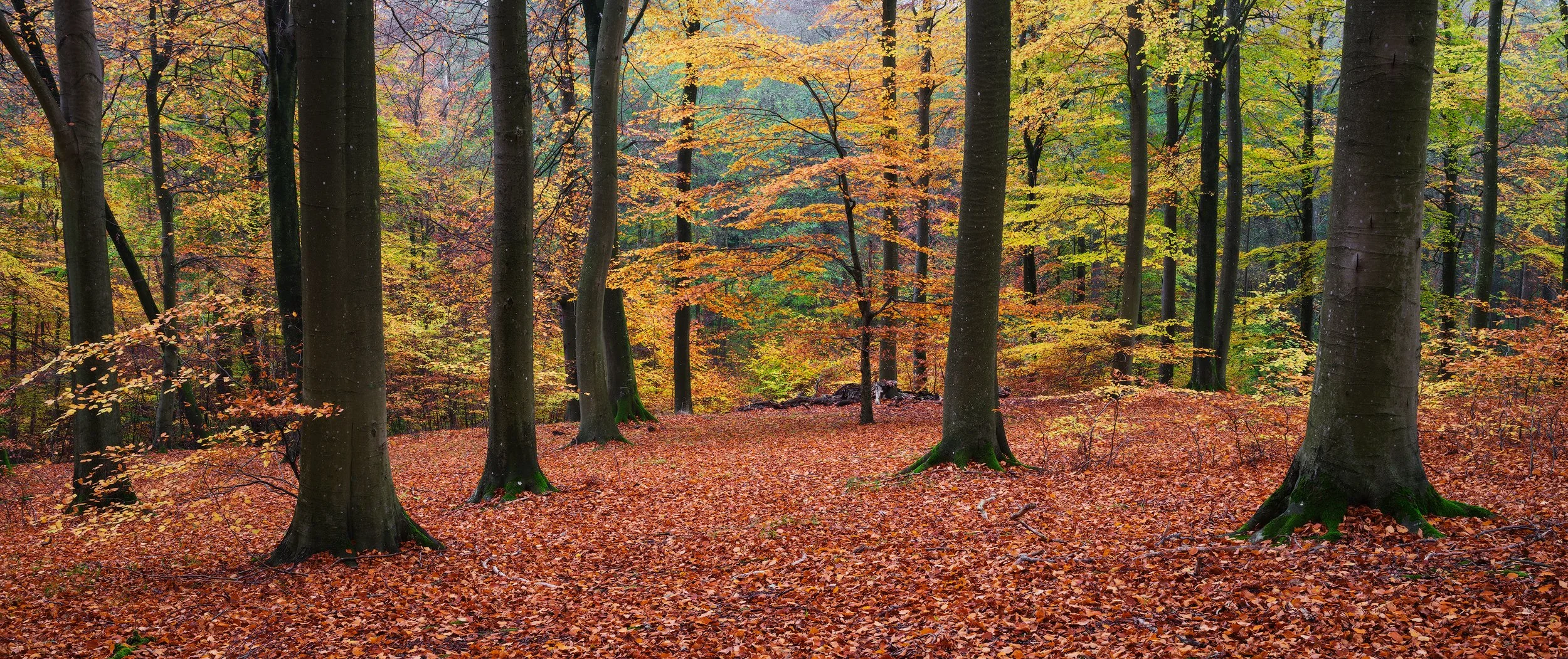 Warm Autumn Color in beautiful Beech Forest