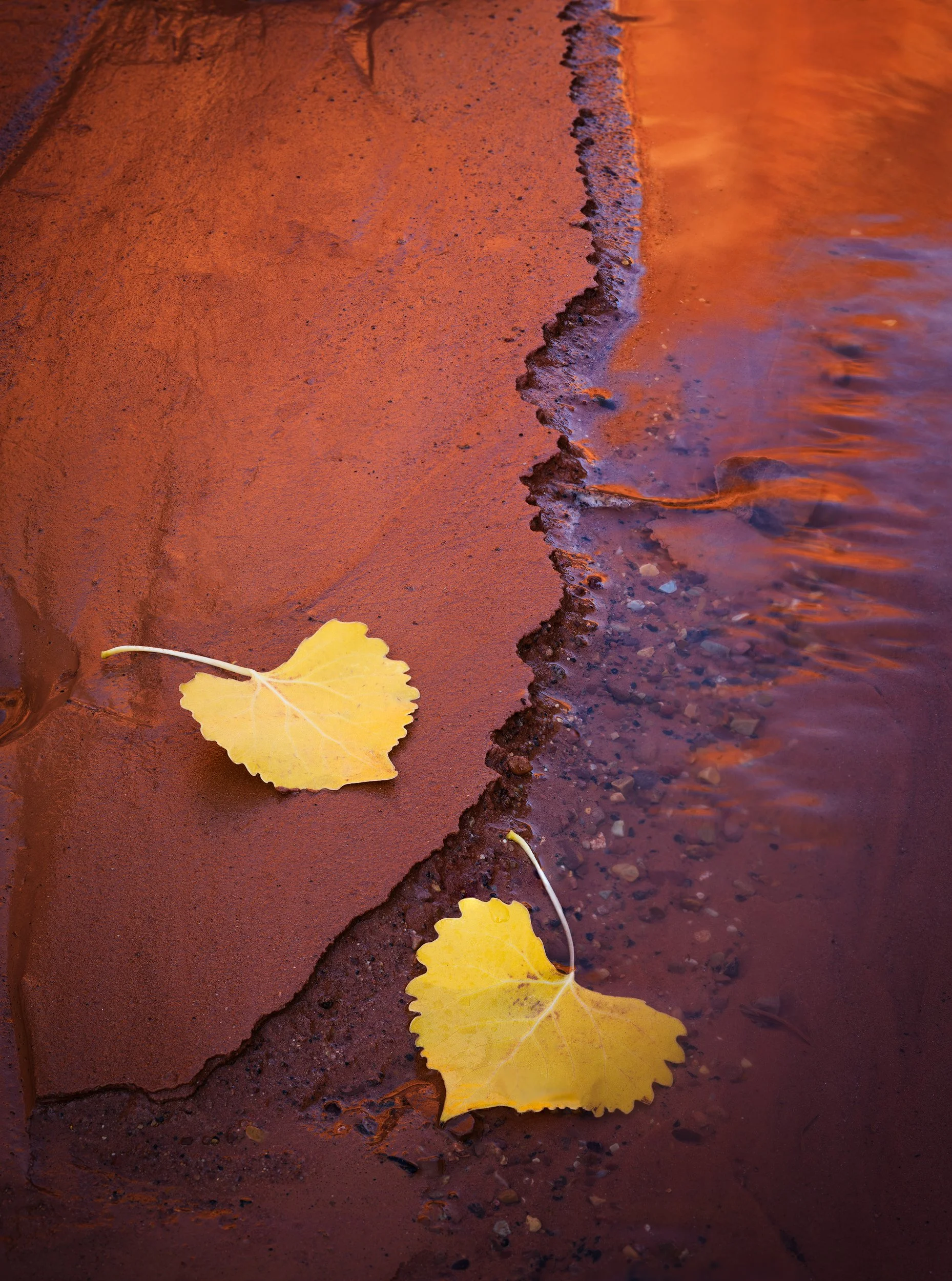Freemont-Autumn.jpg