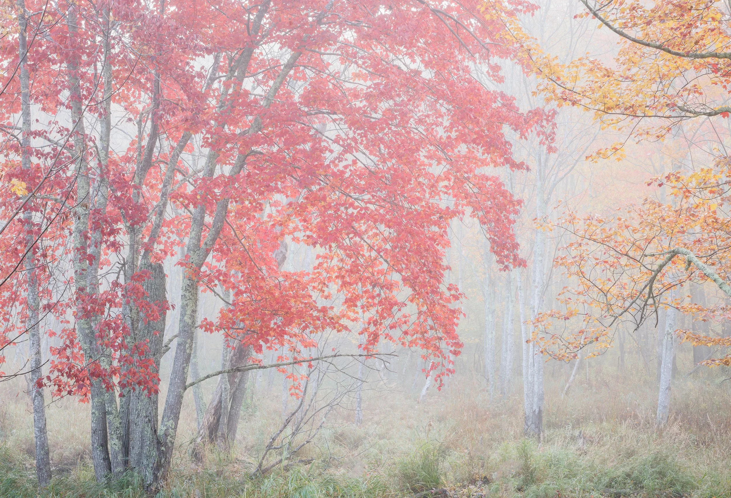 Starburst-Mist.jpg