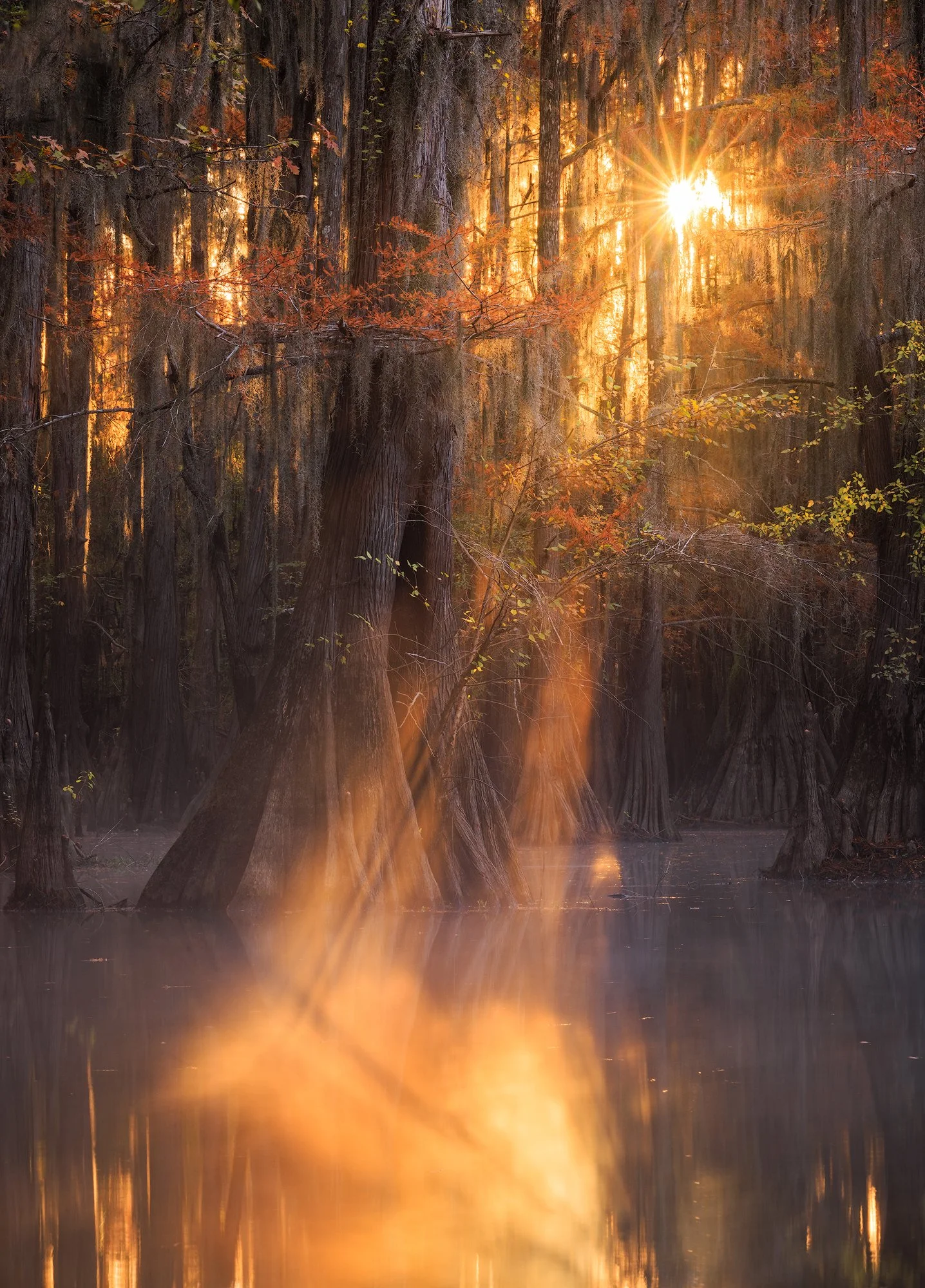 Cypress-Gold_3.jpg