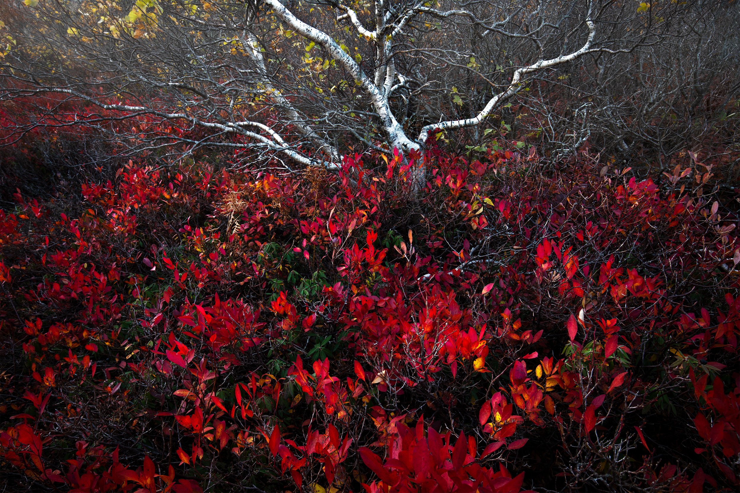 Blueberry Alder.jpg