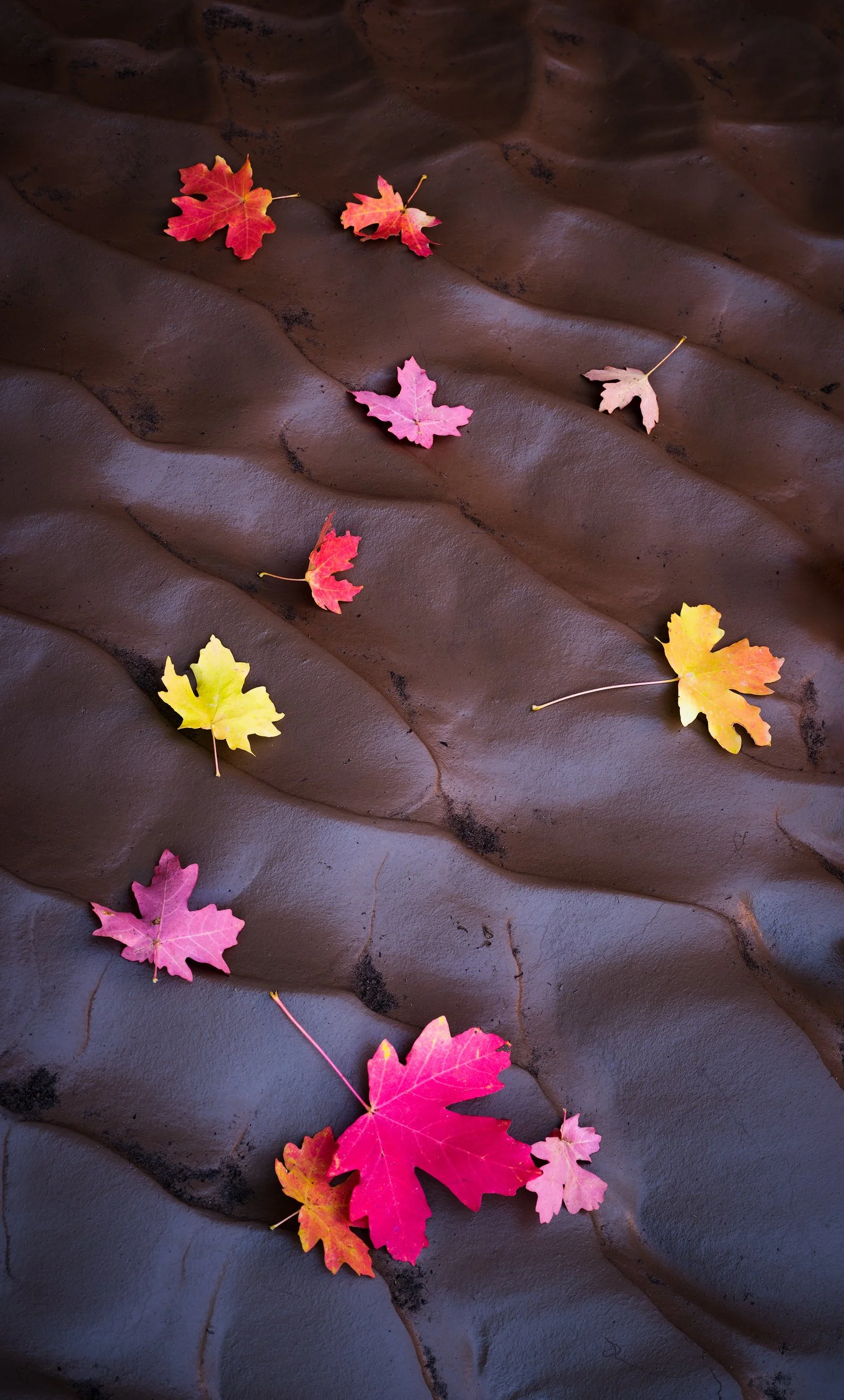 Awash-in-Autumn.jpg