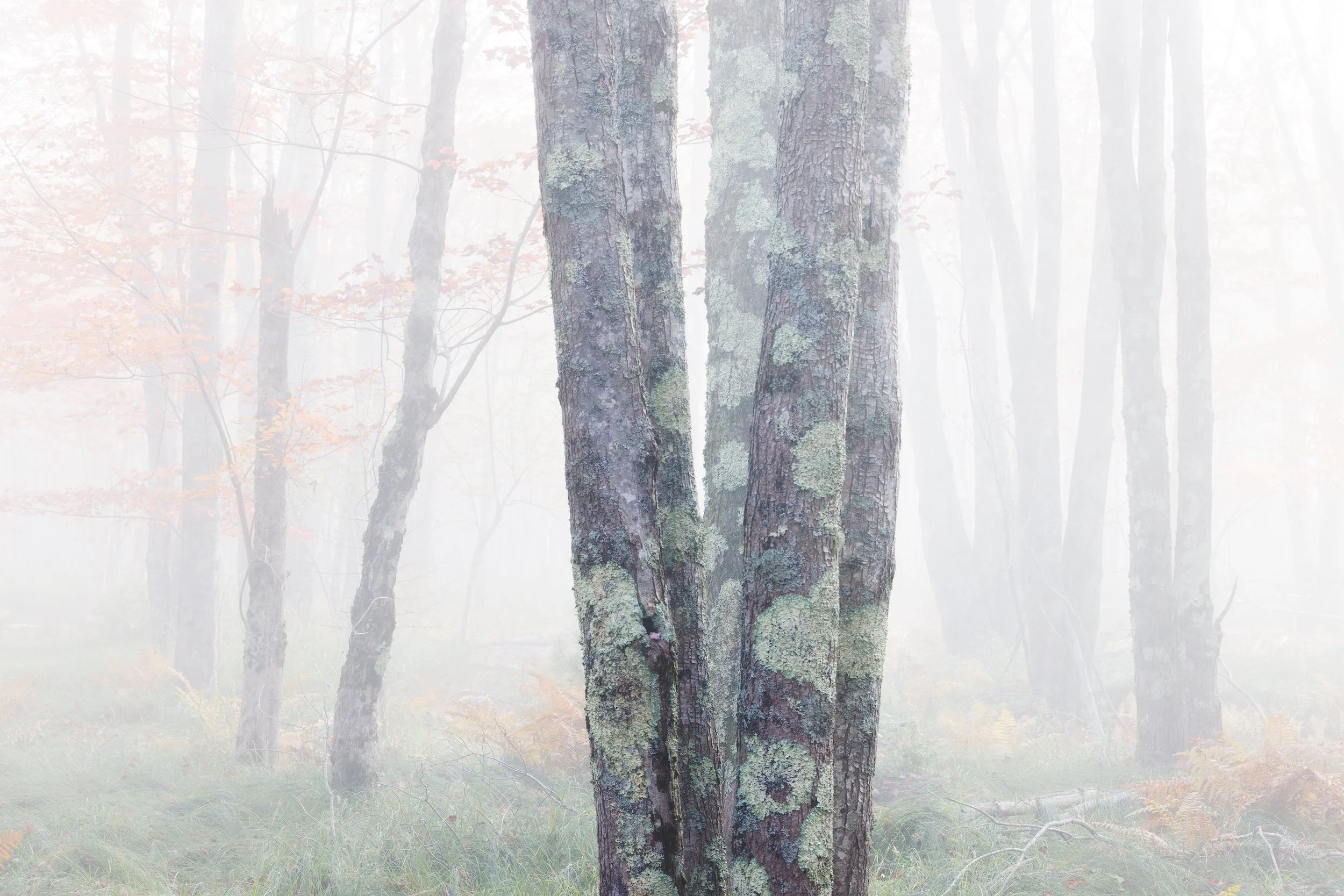 Etherial-Autumn.jpg