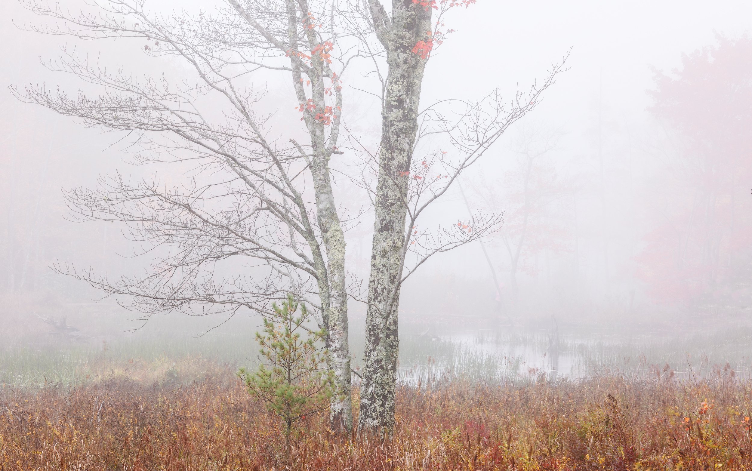 Misty-Remains.jpg