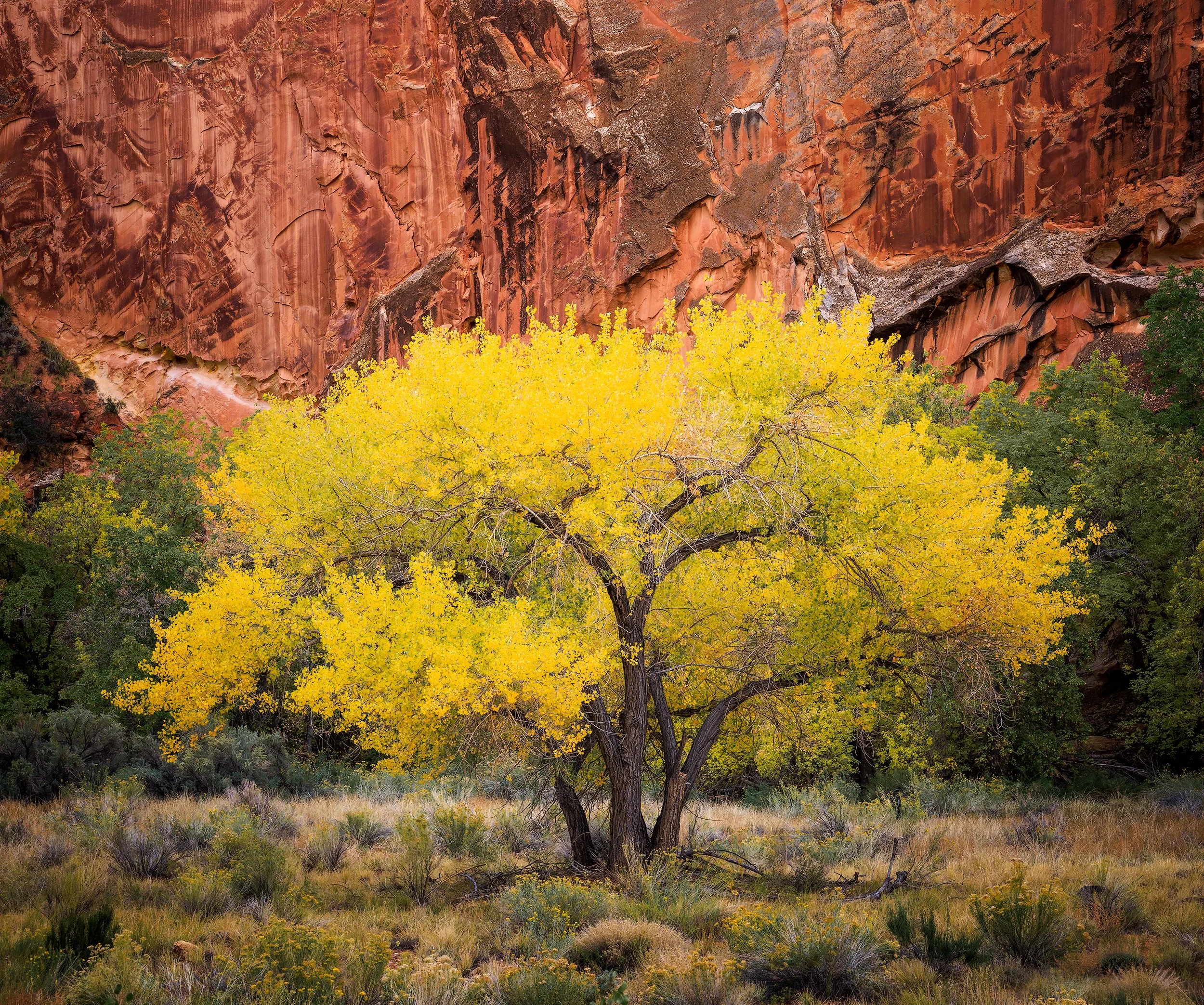 Cottonwood-Cove.jpg