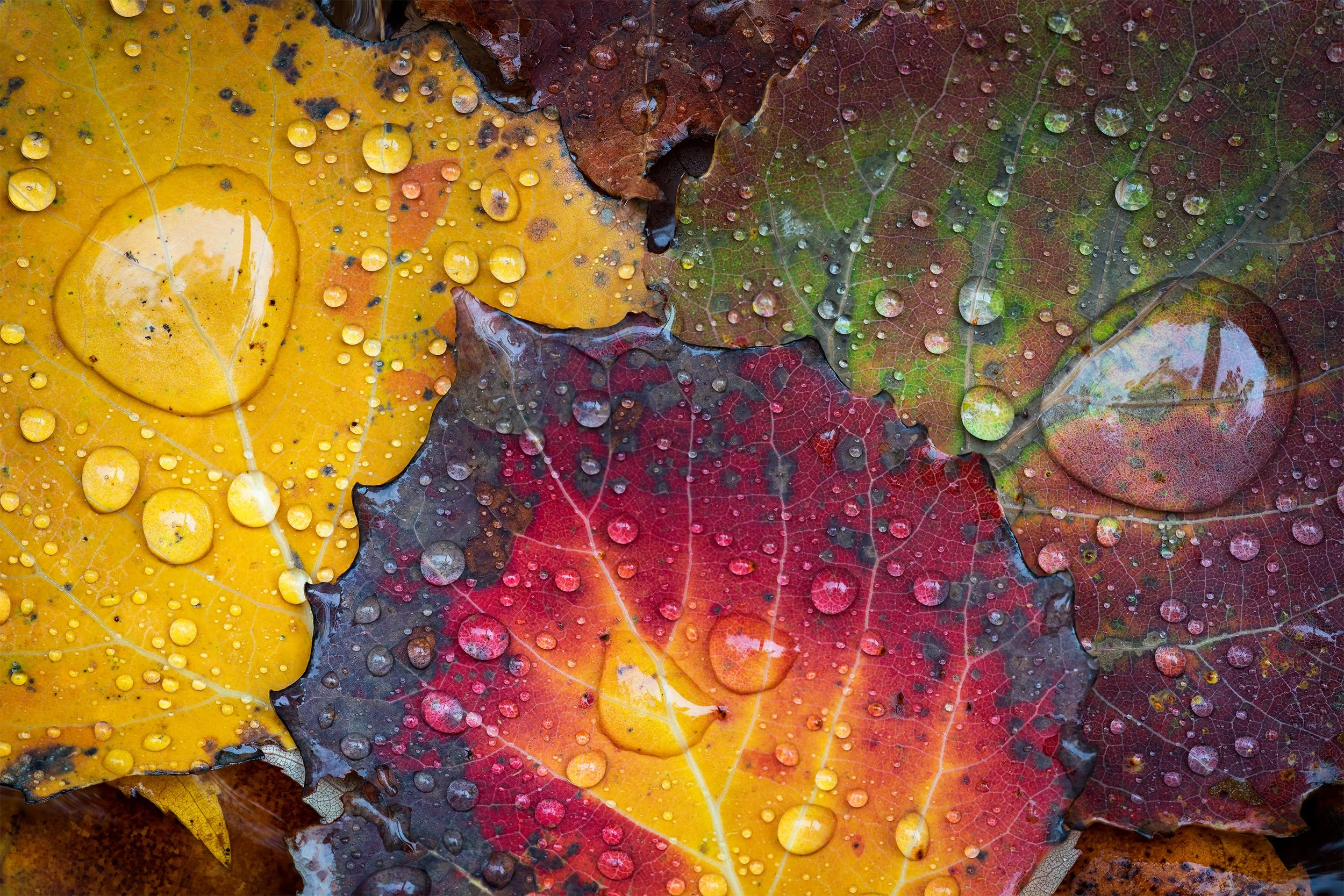 Autumns Flame.jpg