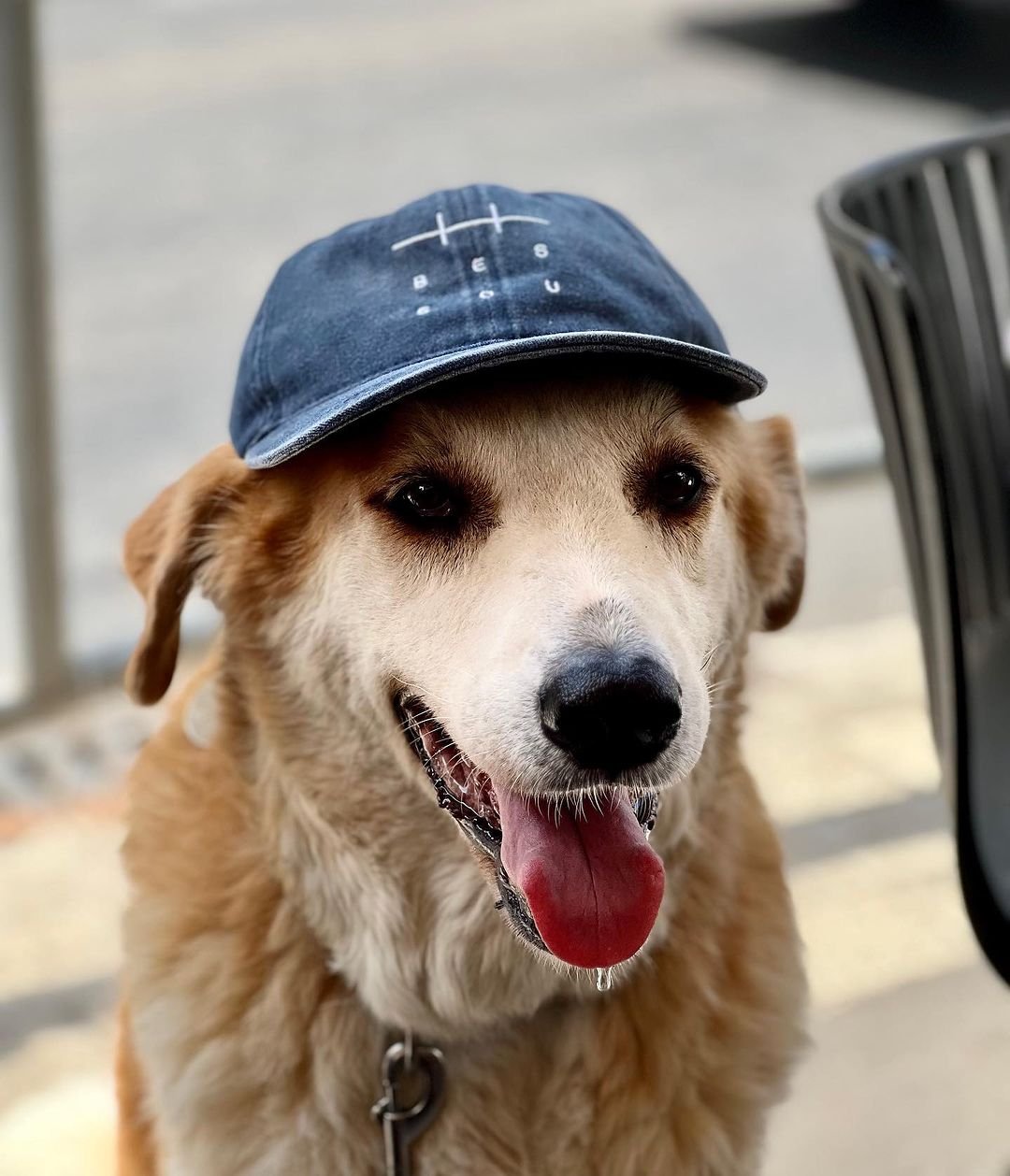 doggo.jpeg