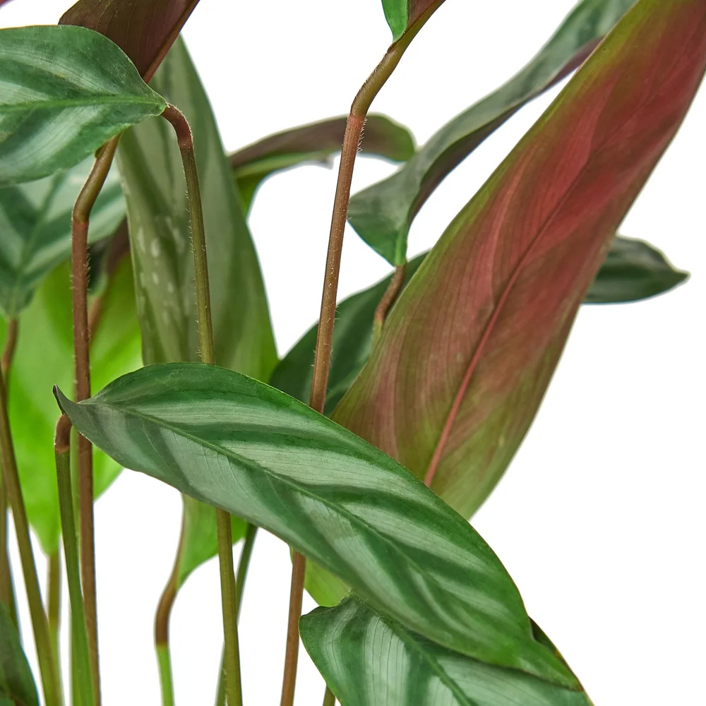 Calathea 'Compact Star'  Aloha Plant Life