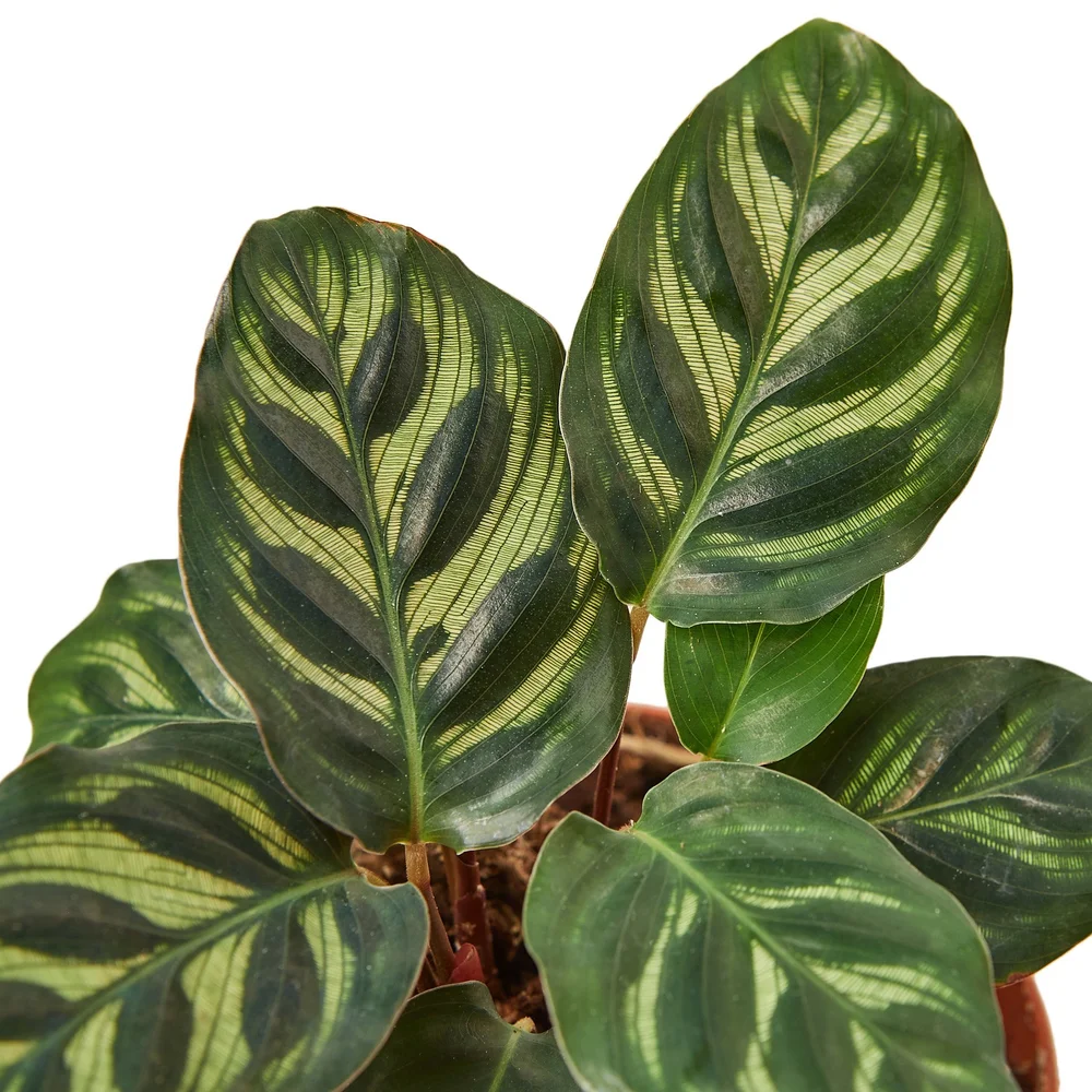 Calathea Makoyana  Aloha Plant Life