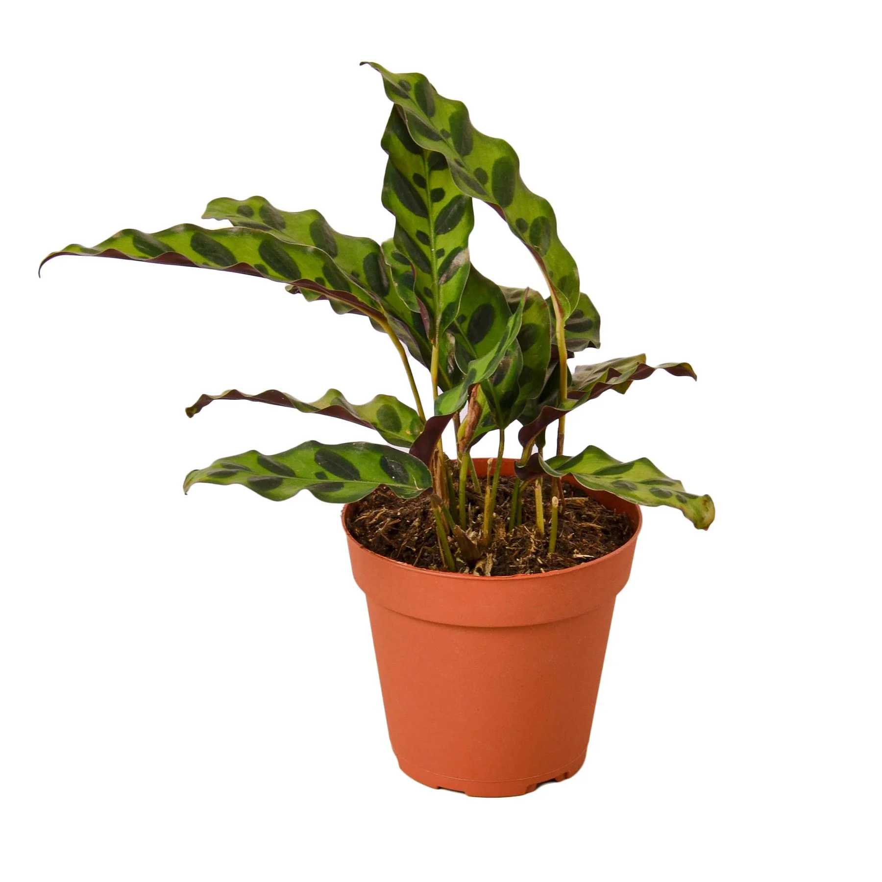 Calathea Compact Star Aloha Plant Life Calathea Compact Star Aloha Plant Life