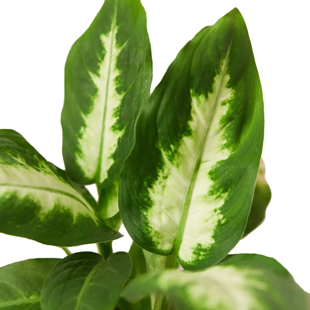 Dieffenbachia 'Camille'  Aloha Plant Life