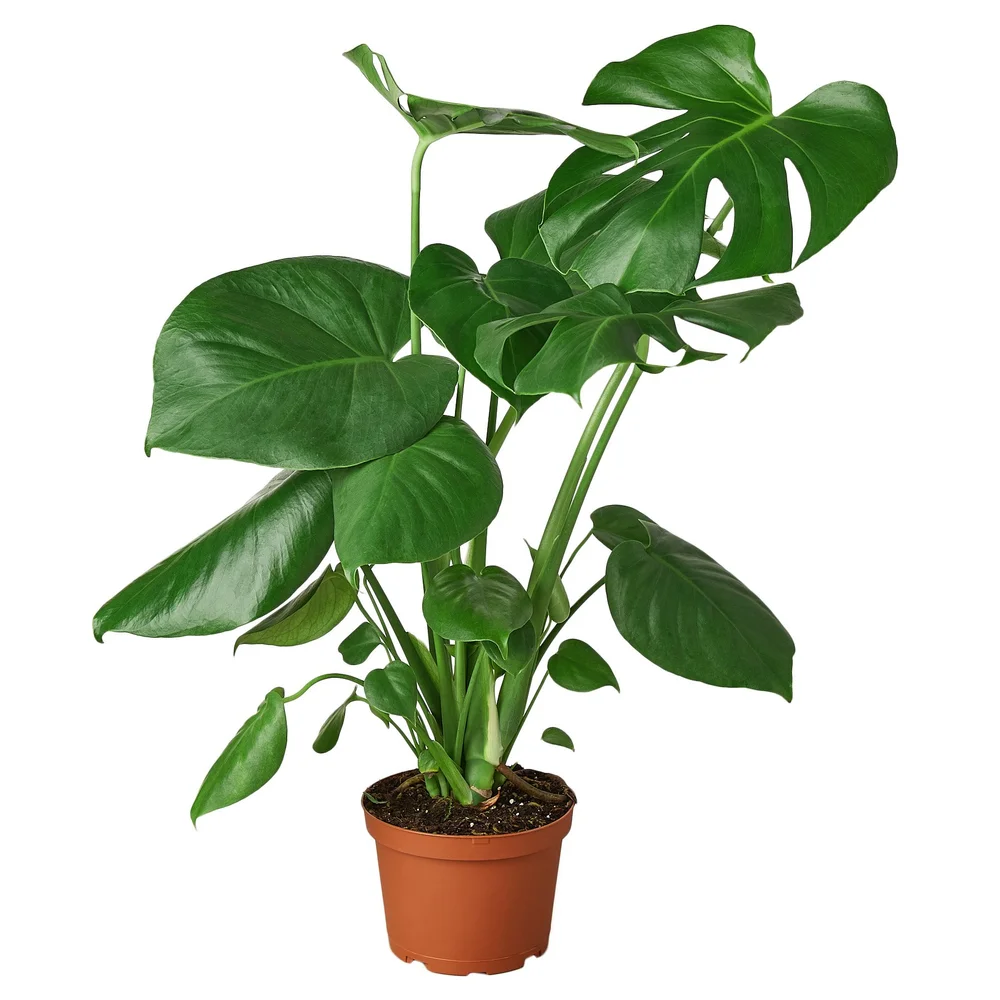 alocasia calidora plant Alocasia Calidora - Majestic Elephant Ear Plant main image 0