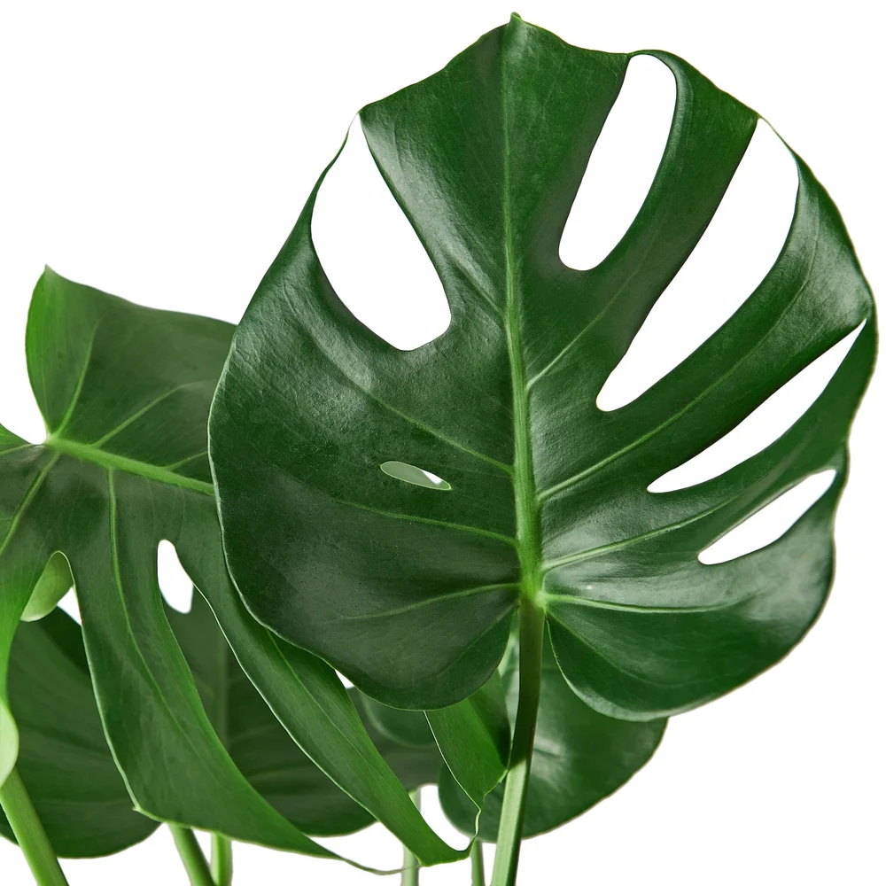 Monstera Deliciosa  Aloha Plant Life