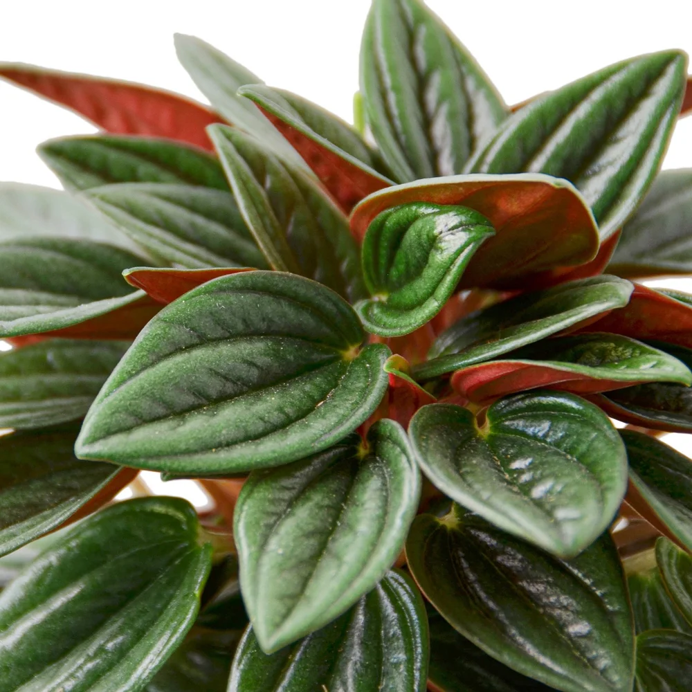 Peperomia Caperata 'Rosso'  Aloha Plant Life