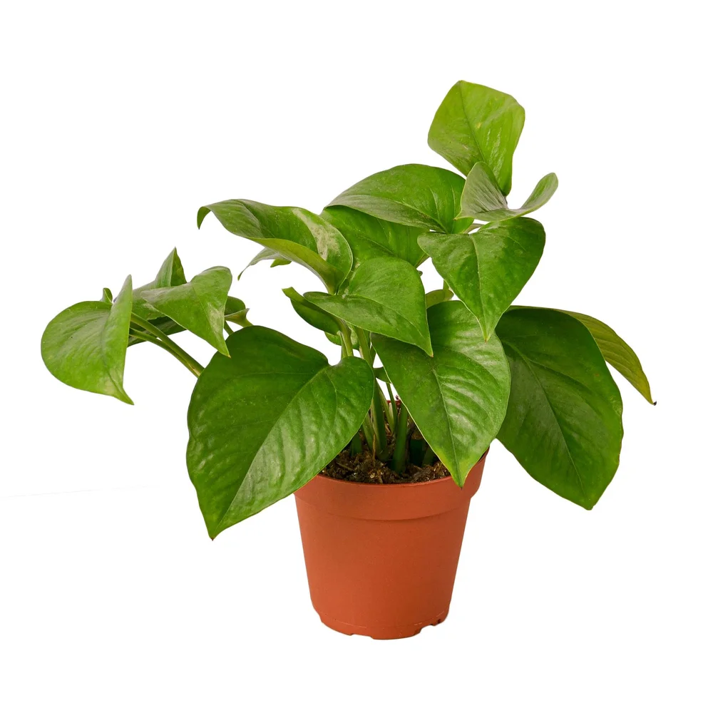 Jade Pothos  Aloha Plant Life
