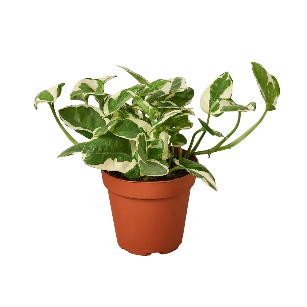 N'joy Pothos  Aloha Plant Life