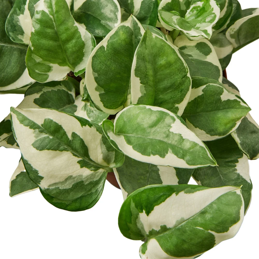 N'joy Pothos  Aloha Plant Life