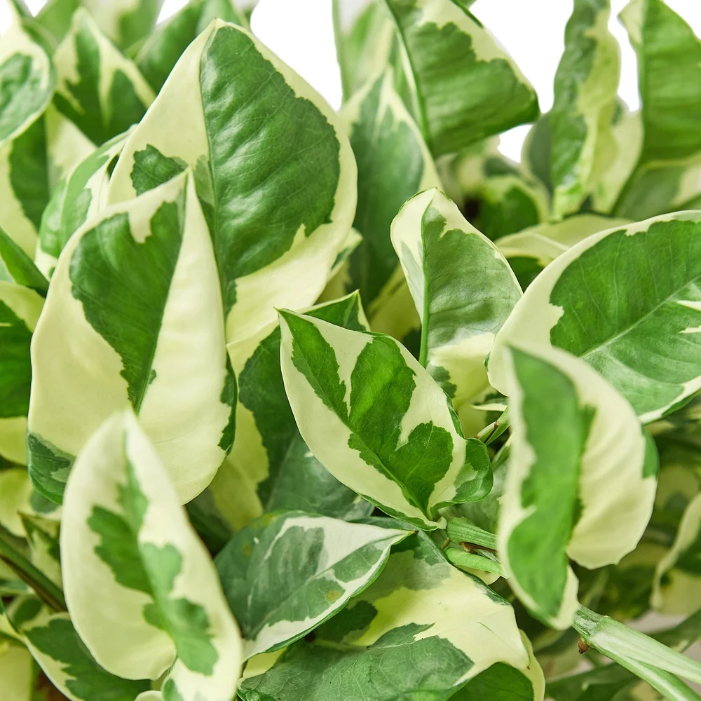 N'joy Pothos  Aloha Plant Life