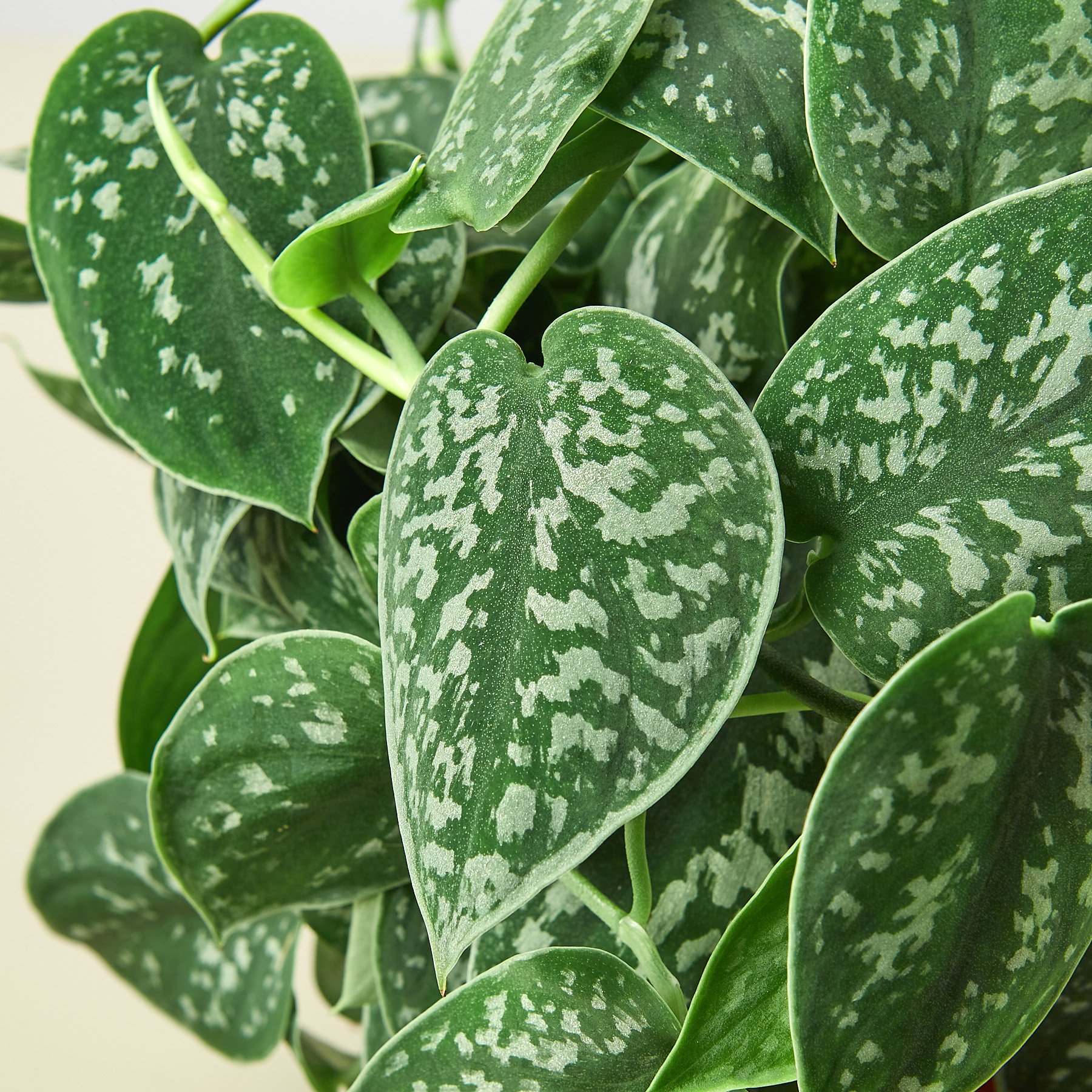 1-Pothos-Satin-6_ 11 DETAIL.jpg