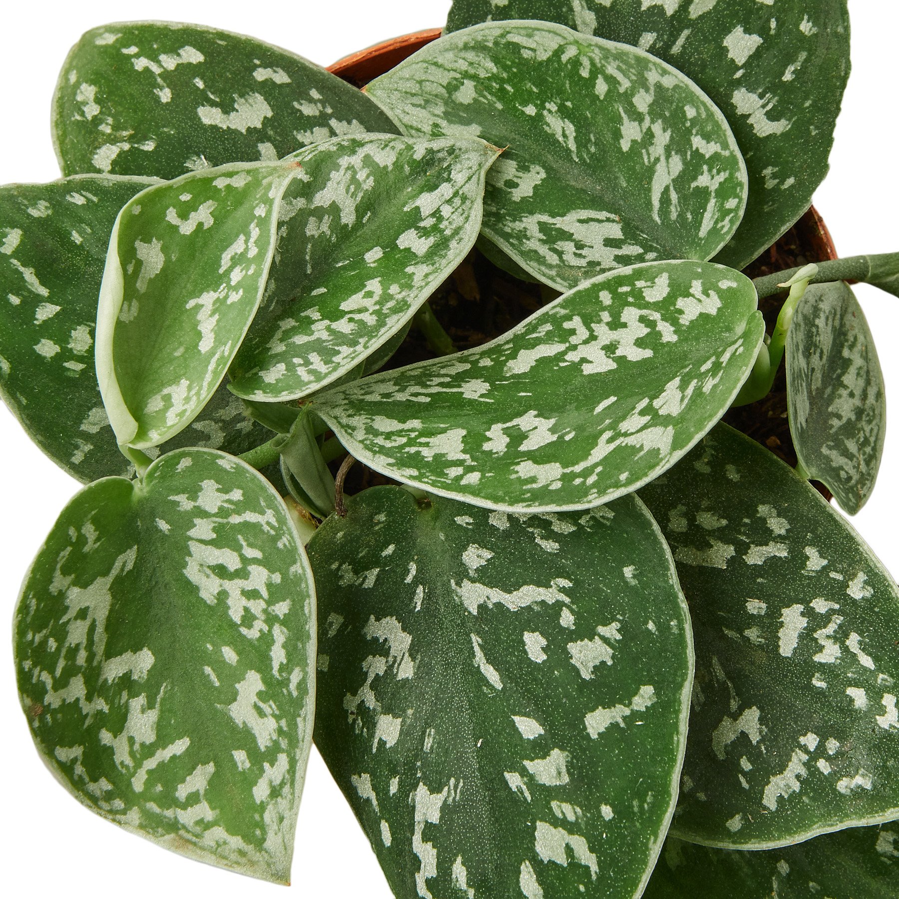 1-Pothos-Satin-4 DETAIL.jpg