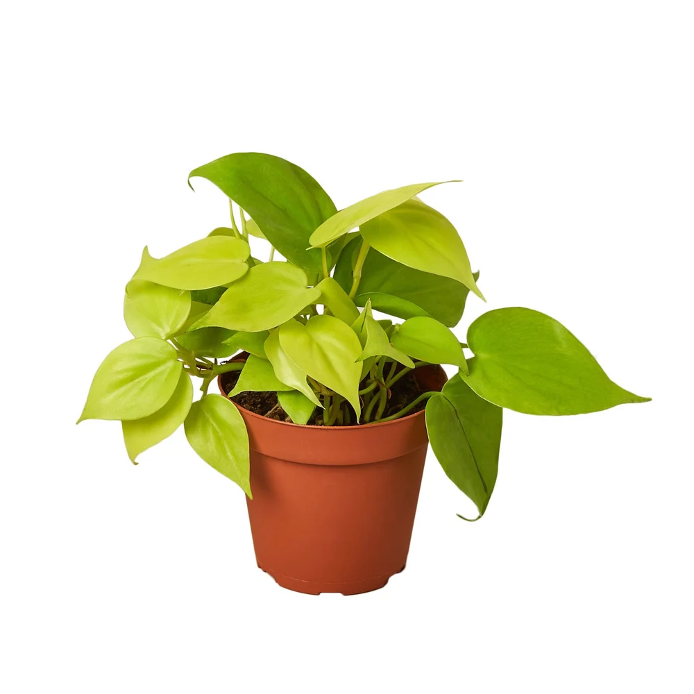 Philodendron 'Lemon Lime'  Aloha Plant Life