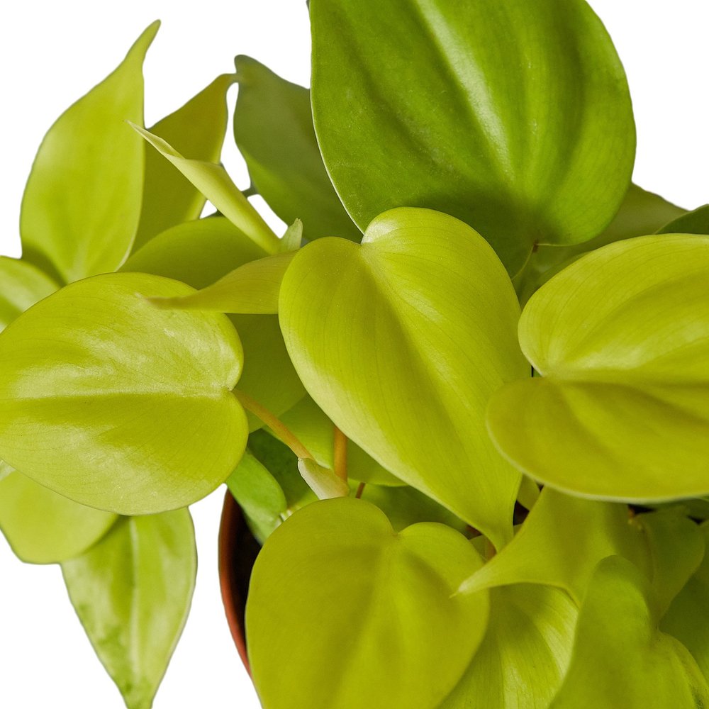 happy plant Happy Plant – Indoor Plant Shed main image 1