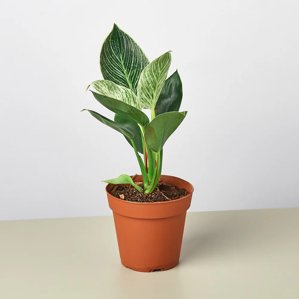 photinia giftig für katzen Photinia Fraseri 'Red Robin' – Photinia, stálezelená, 6 rostlin – květ