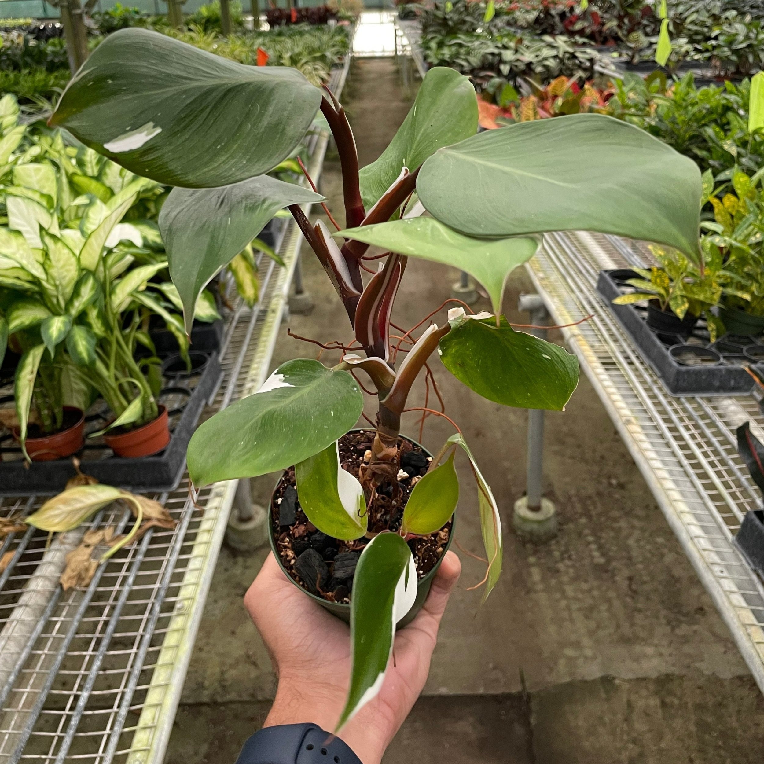 4_PHILODENDRON_WHITE.KNIGHT.jpg