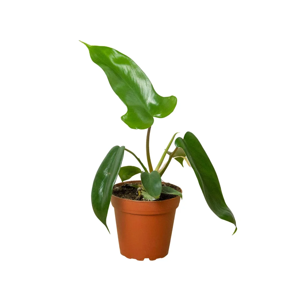 Philodendron 'Florida Green'  Aloha Plant Life