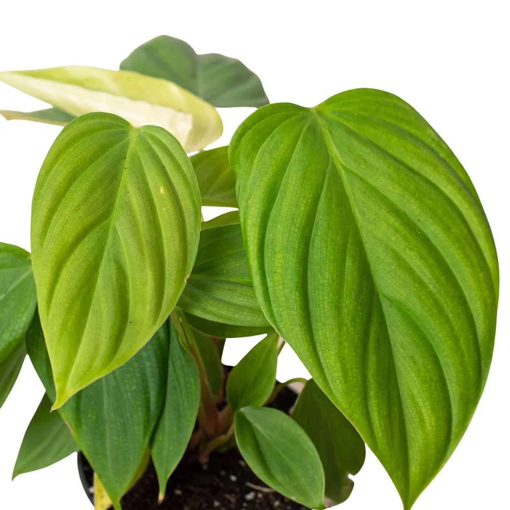francee hosta plant Francee Hosta