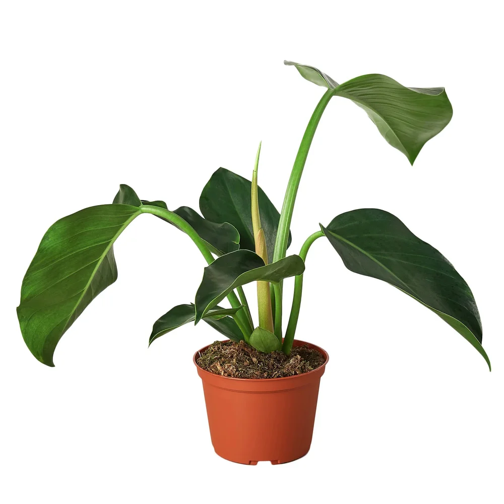 Philodendron 'Congo Green'  Aloha Plant Life