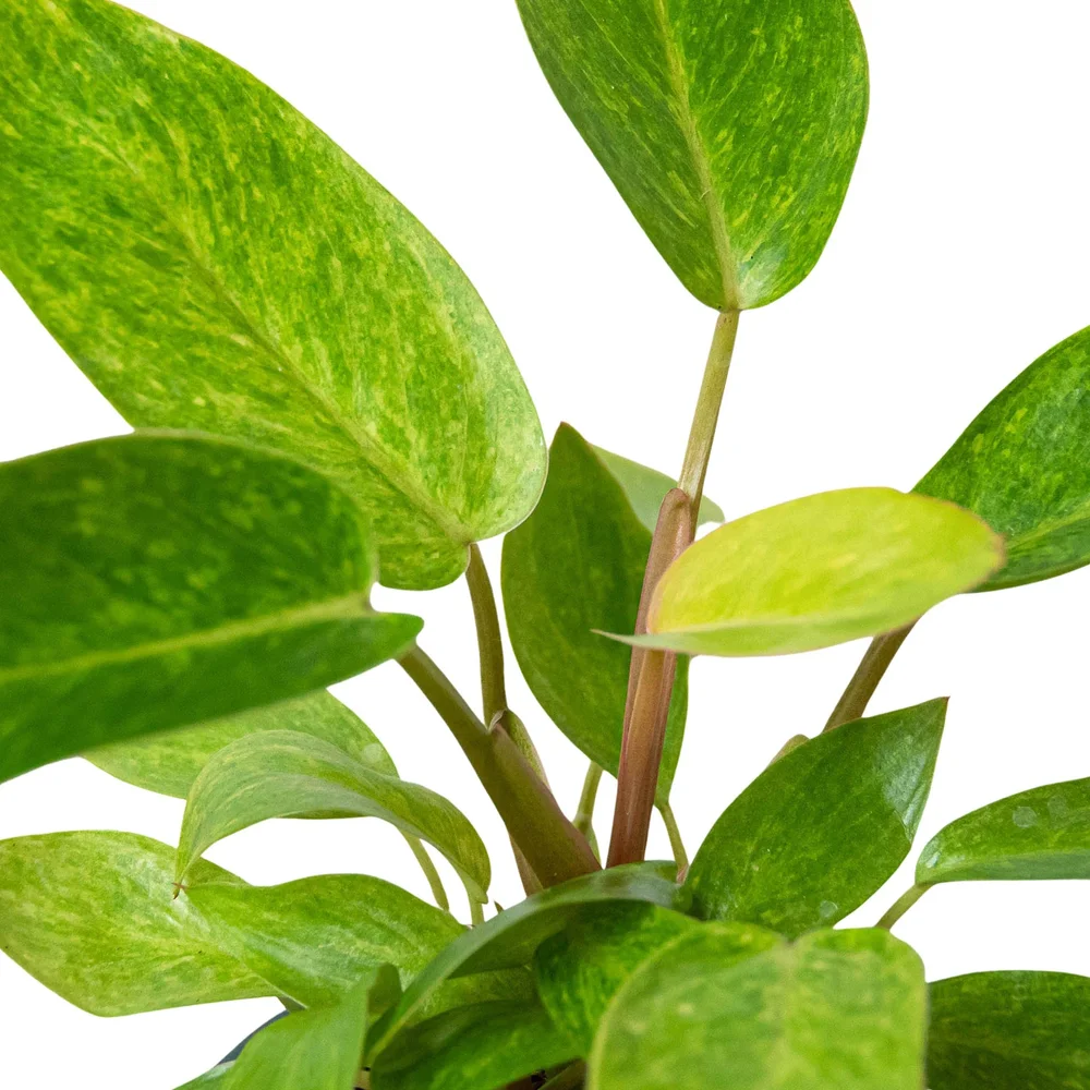 Philodendron 'Painted Lady'  Aloha Plant Life