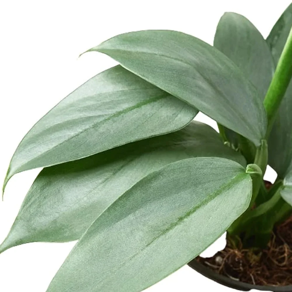 Philodendron 'Silver Sword'  Aloha Plant Life