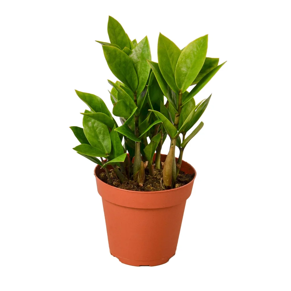 outdoor ceramic pots for plants Buy Coco Pots Set of 4  Handmade Ceramic Outdoor Planters 23" D x 20" H / Lavish Red