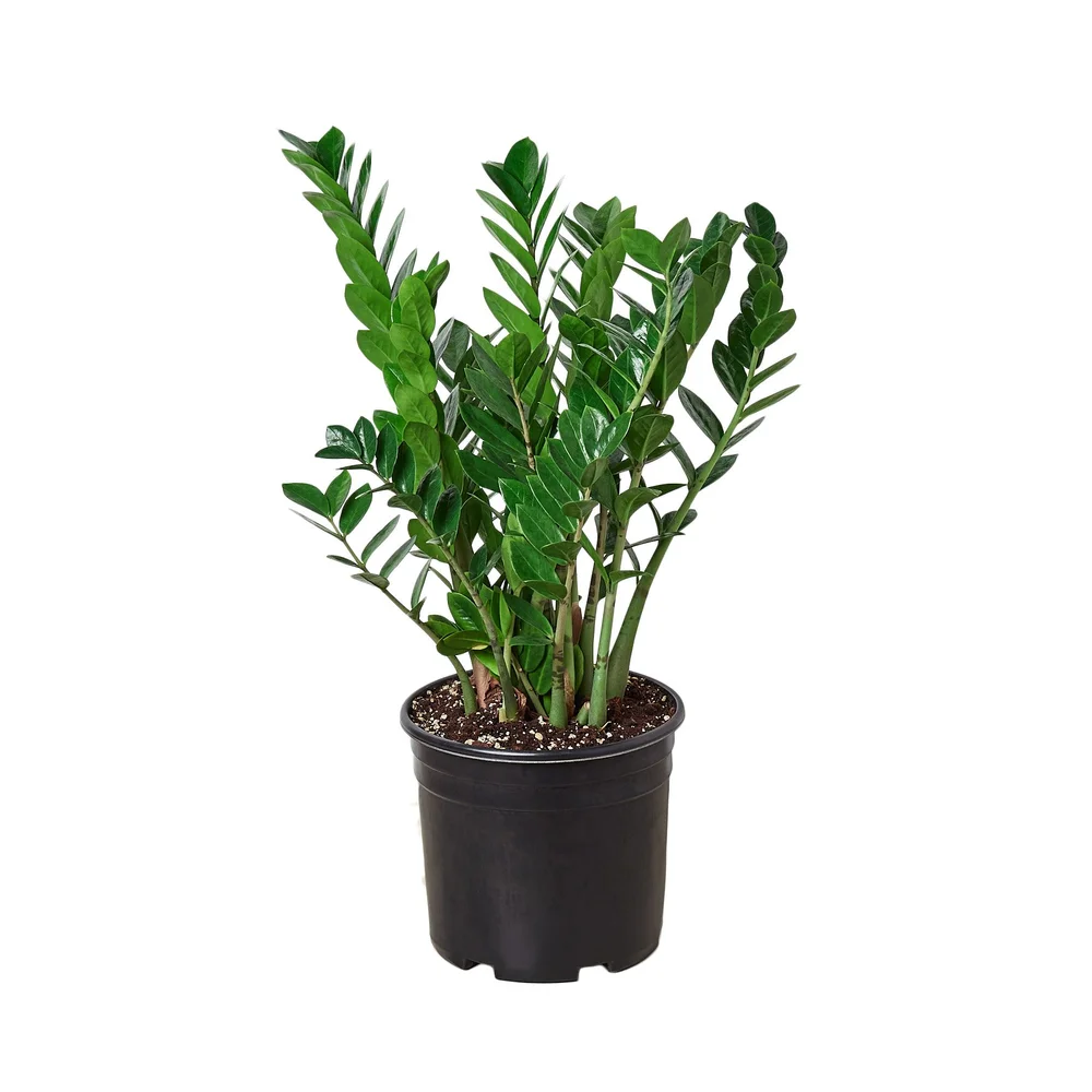 ZZ Plant  Aloha Plant Life